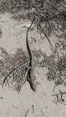 Podarcis pityusensis formenterae