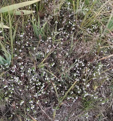Euphrasia maximowiczii