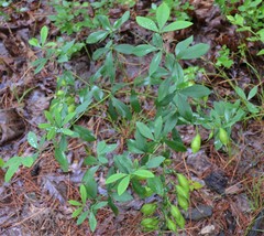 Baptisia bracteata leucophaea