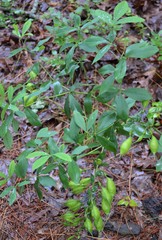 Baptisia bracteata leucophaea