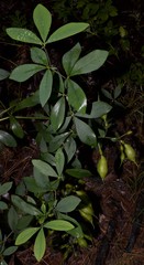 Baptisia bracteata leucophaea