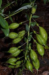 Baptisia bracteata leucophaea