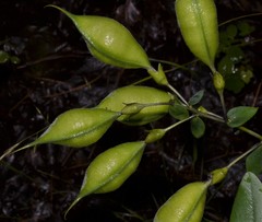 Baptisia bracteata leucophaea