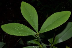 Baptisia bracteata leucophaea