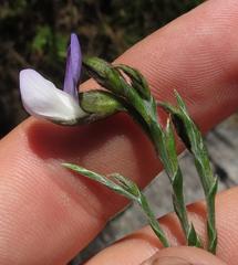 Psoralea pullata
