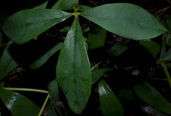 Baptisia bracteata leucophaea