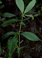 Baptisia bracteata leucophaea