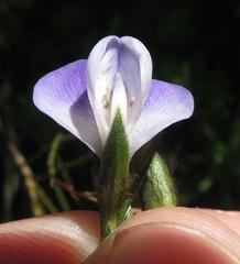 Psoralea pullata