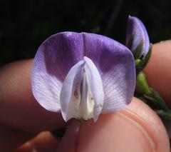 Psoralea pullata