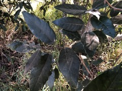 Ficus fraseri