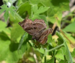 Antigonus funebris