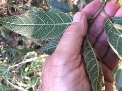 Ficus fraseri