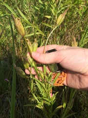 Gentianopsis victorinii
