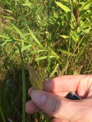 Gentianopsis victorinii