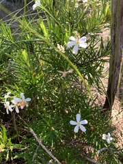 Ricinocarpos pinifolius