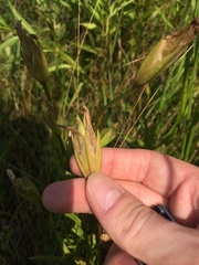 Gentianopsis victorinii