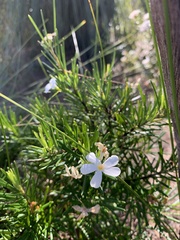Ricinocarpos pinifolius