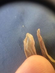 Gentianopsis victorinii