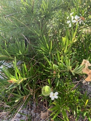 Ricinocarpos pinifolius