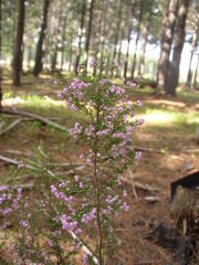 Erica mauritanica
