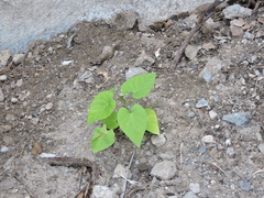 Ipomoea amnicola