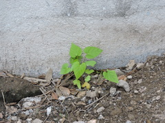 Ipomoea amnicola