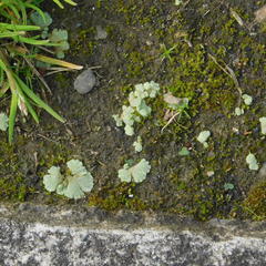 Riccia crystallina