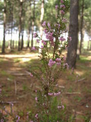 Erica mauritanica