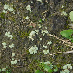 Riccia crystallina
