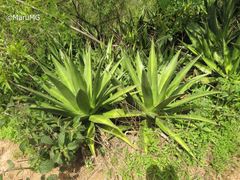 Agave angustiarum
