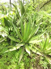 Agave angustiarum