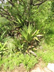 Agave angustiarum