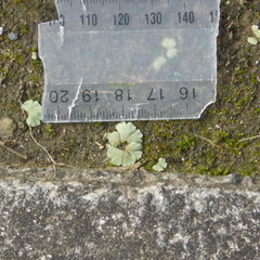 Riccia crystallina