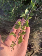 Rhus aromatica aromatica