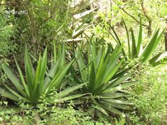 Agave angustiarum