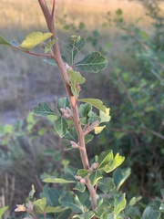 Rhus aromatica aromatica