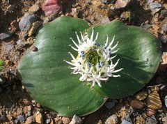 Massonia pseudoechinata