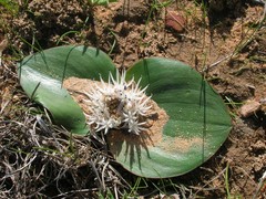 Massonia pseudoechinata