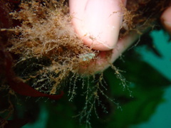 Eubranchus olivaceus