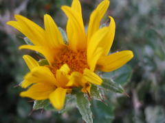 Berkheya coriacea