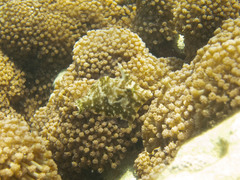 Acreichthys radiatus