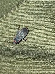 Melacoryphus rubicollis