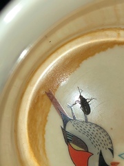 Melacoryphus rubicollis