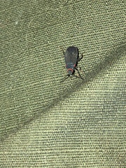 Melacoryphus rubicollis