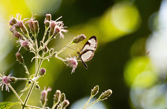 Ithomia agnosia zikani