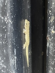 Hemidactylus parvimaculatus