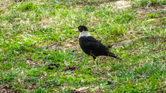 Turdus albocinctus