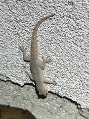 Hemidactylus parvimaculatus