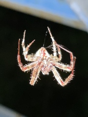 Neoscona crucifera