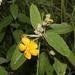 Melhania acuminata - Photo (c) Wynand Uys, algunos derechos reservados (CC BY), subido por Wynand Uys